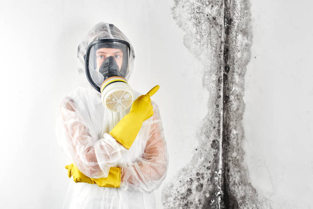 Why You Should Choose Our Mold Remediation Services in Knollwood, IL