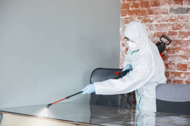 Best Black Mold Removal  in Knollwood, IL