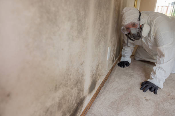 Best Industrial Mold Remediation  in Knollwood, IL